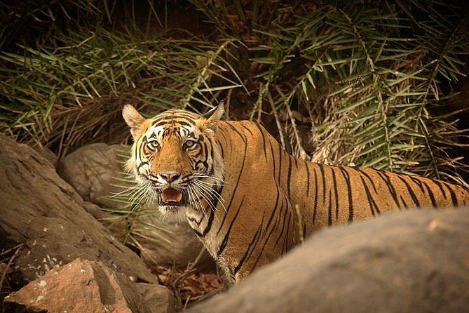 2-Days Private Ranthambhore Tiger Tour from Jaipur - From Jaipur to Tiger Country: The 8am Transfer That Sets the Pace
