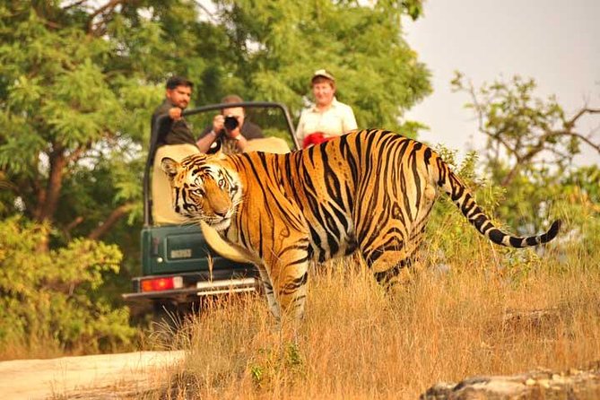 2-Days Private Ranthambhore Tiger Tour from Jaipur - Price and Value at $260: What You Pay For (and What You Don’t)