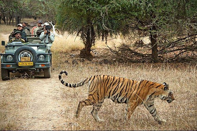 2-Days Private Ranthambhore Tiger Tour from Jaipur - Two Safaris in Ranthambhore: Why Timing Is Built Into the Plan