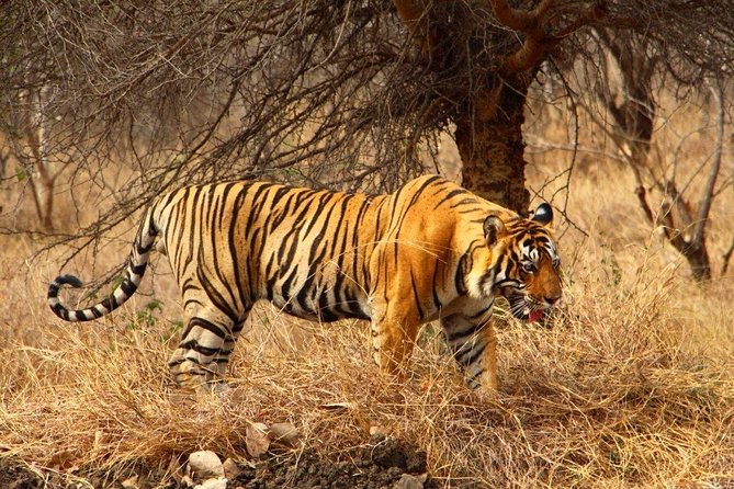 2 Days Ranthambore Tiger Safari with Tickets - Ranthambore National Park: How Your 4 Hours Work in Real Life