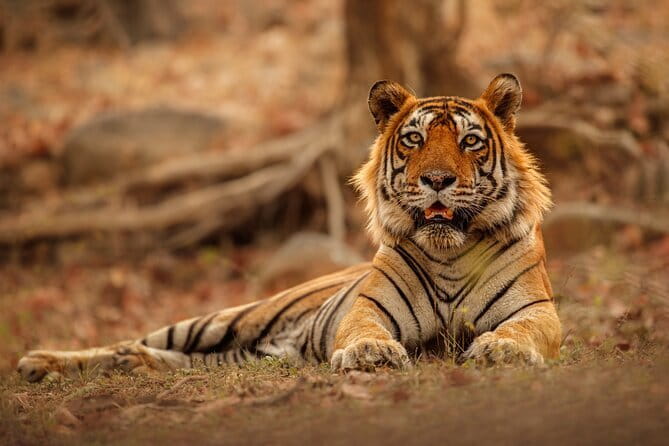 Day Trip from Jaipur to Ranthambore Safari - Key Points I Think You’ll Care About