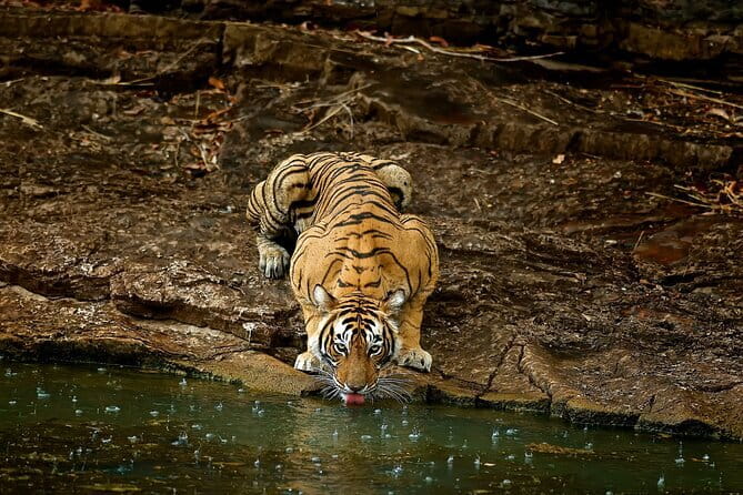 Day Trip from Jaipur to Ranthambore Safari - Road Trip Value: What This Day Tour Really Delivers