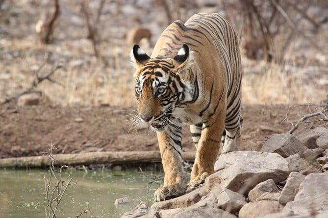 Day Trip from Jaipur to Ranthambore Safari - What Wildlife You’re Really Aiming For
