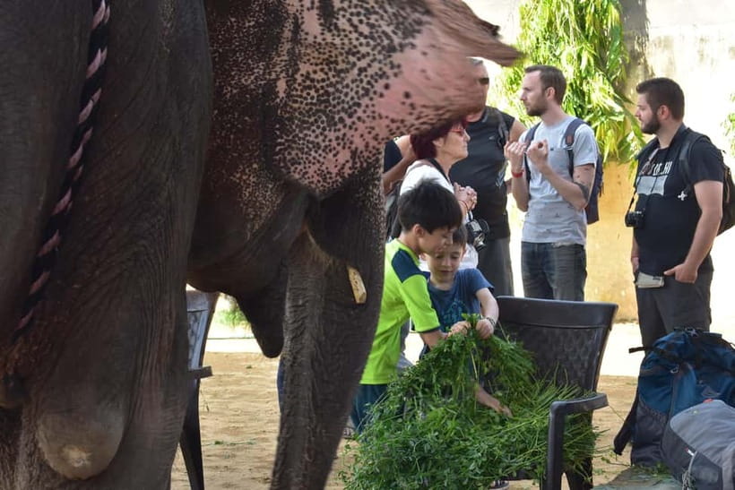 Elefun Best Elephant Sanctuary in Jaipur - Key moments that make Elefun worth your time