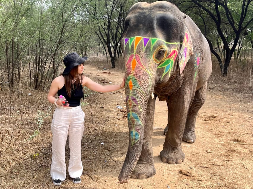 Elefun Best Elephant Sanctuary in Jaipur - Why Elefun feels different from the usual Jaipur elephant stops