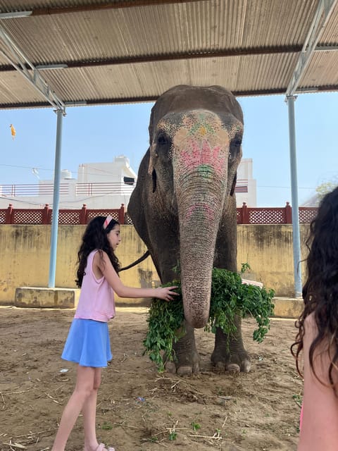 Elefun Best Elephant Sanctuary in Jaipur - Hand-feeding in a guided, gentle way (and what you learn)