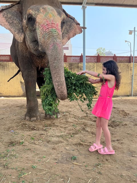 Elefun Best Elephant Sanctuary in Jaipur - Elephant washing and showers: what changes in cold months