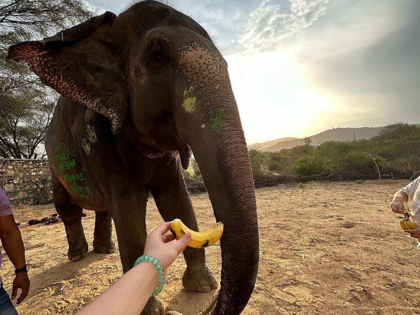 Elephant Sanctuary for Best elephant experience in Jaipur - Your Elephant Interaction: Feeding and Pampering Without Riding