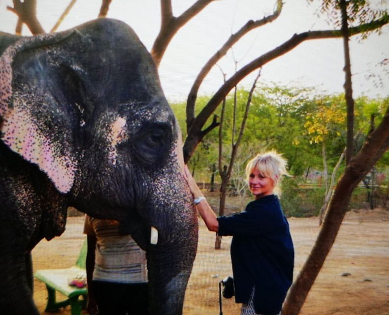 Elephant Sanctuary for Best elephant experience in Jaipur - Price and Value: Why $62 Can Be a Good Deal Here