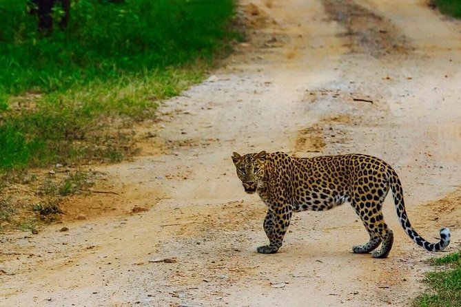 Exclusive Safari at Jhalana Leopard Park Including Transfers - Key things to know before you go