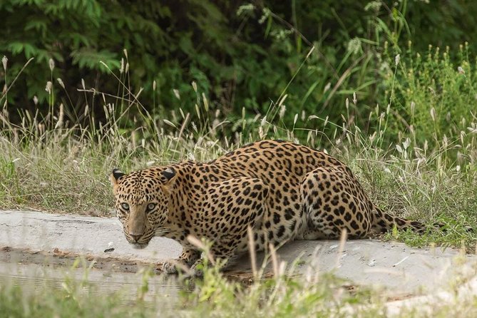 Exclusive Safari at Jhalana Leopard Park Including Transfers - Entering Jhalana: two zones, one 4-wheel-drive plan