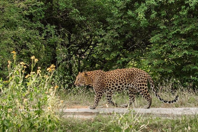 Exclusive Safari at Jhalana Leopard Park Including Transfers - What you’re really doing inside the jeep