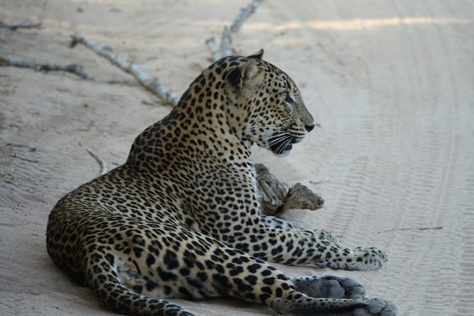Exclusive Safari at Jhalana Leopard Park Including Transfers - Managing the leopard expectation without killing the fun