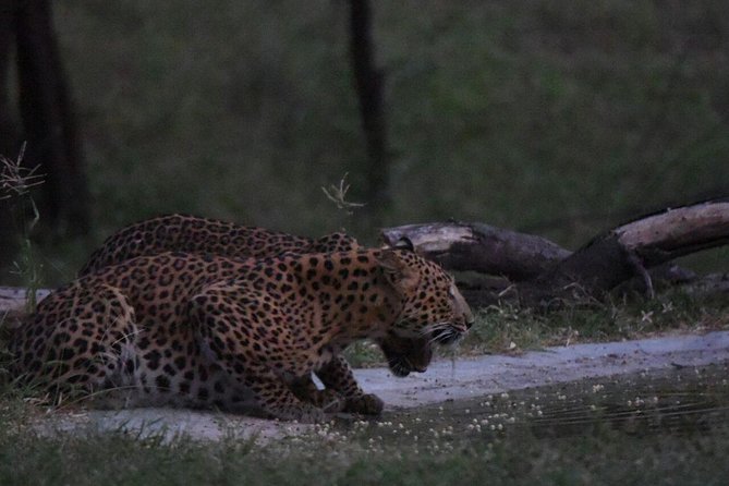 Exclusive Safari at Jhalana Leopard Park Including Transfers - FAQ