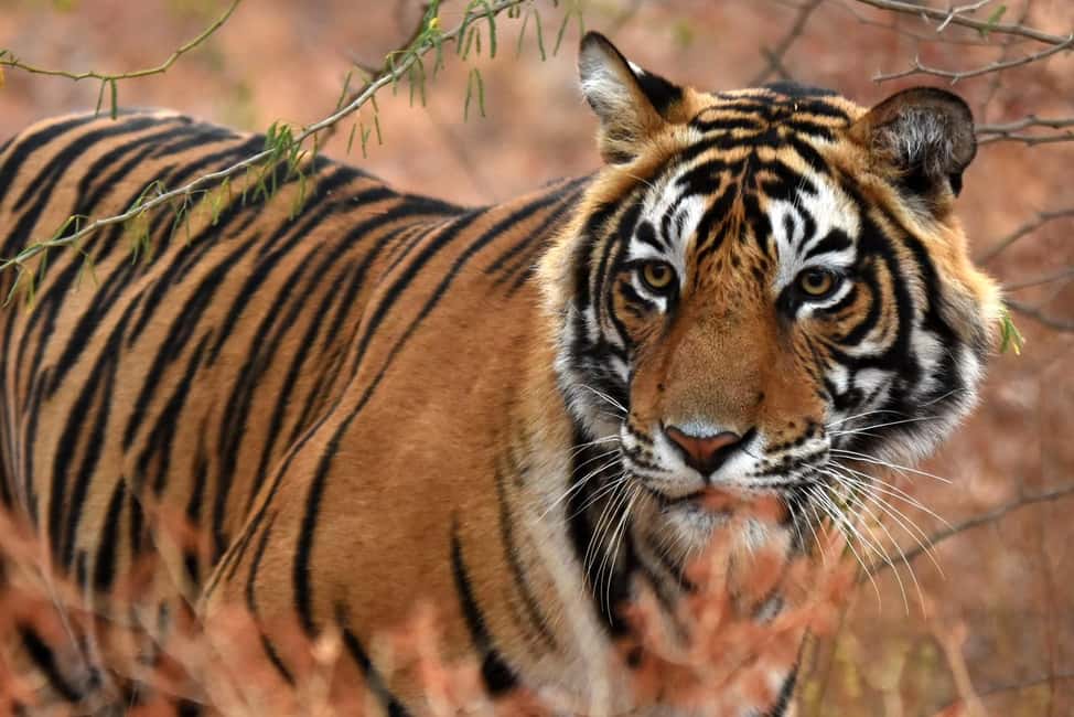 From Jaipur: One Day Trip to Ranthambore Tiger Safari - Key Things I’d Focus On Before You Go