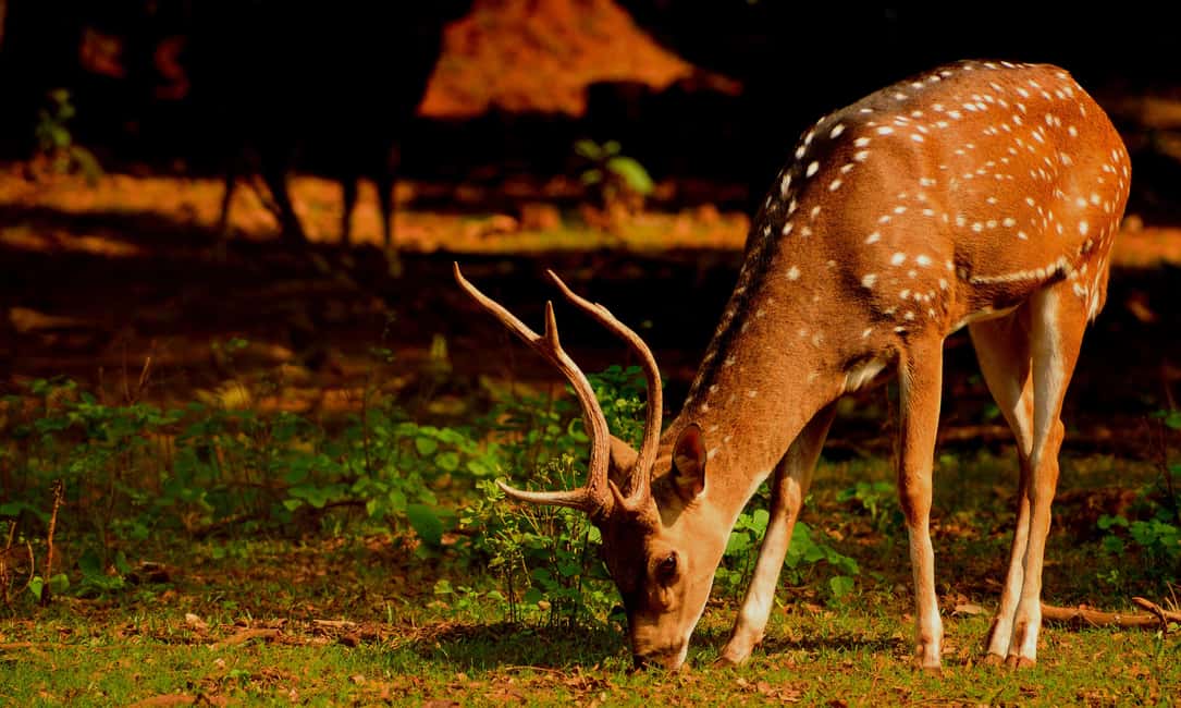From Jaipur: One Day Trip to Ranthambore Tiger Safari - Should You Book This Jaipur-to-Ranthambore Tiger Safari Day Trip?