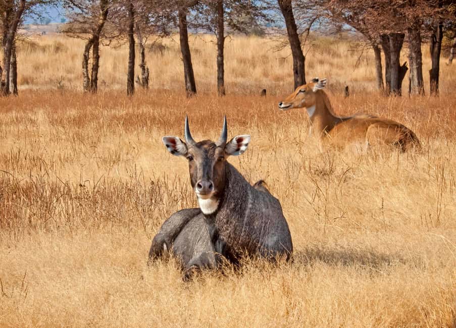 From Jaipur: One Day Trip to Ranthambore Tiger Safari - Jaipur to Ranthambore in One Day: What You Gain (and What You Don’t)