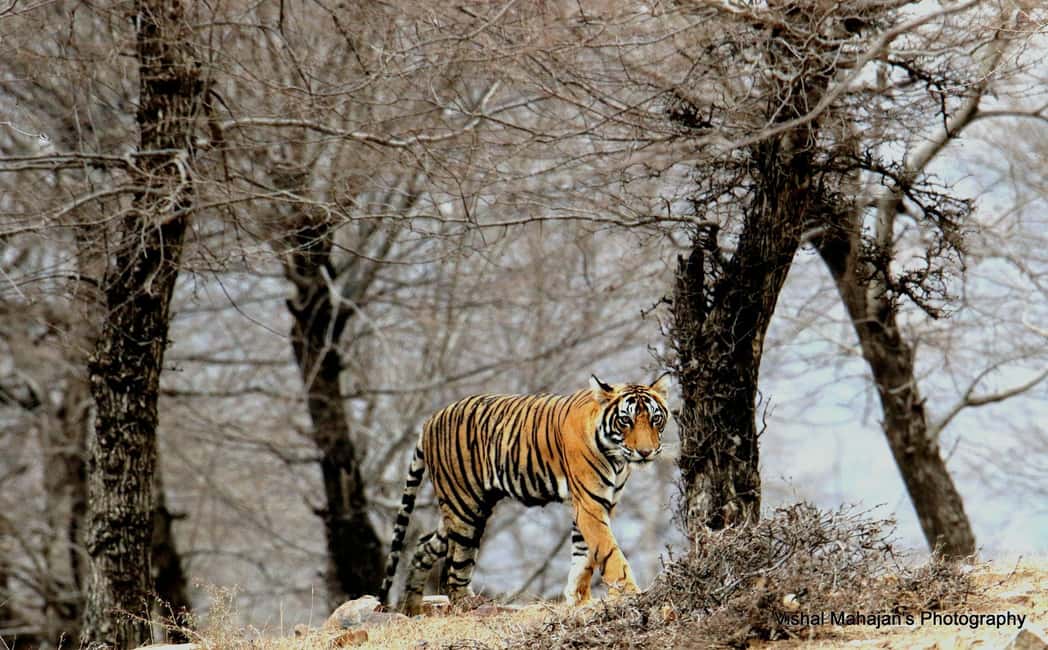 From Jaipur: One Day Trip to Ranthambore Tiger Safari - Ranthambore National Park: Fort Views, Temples, and Wild Neighbors