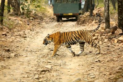 From Jaipur: One Day Trip to Ranthambore Tiger Safari - The AC Ride: Departure, Arrival, and Real-World Breaks