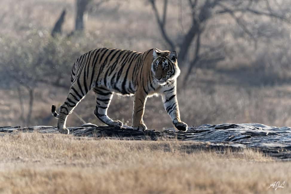 From Jaipur: One Day Trip to Ranthambore Tiger Safari - The Safari Game Drive: Jeep vs Canter, Timing, and Tiger Reality