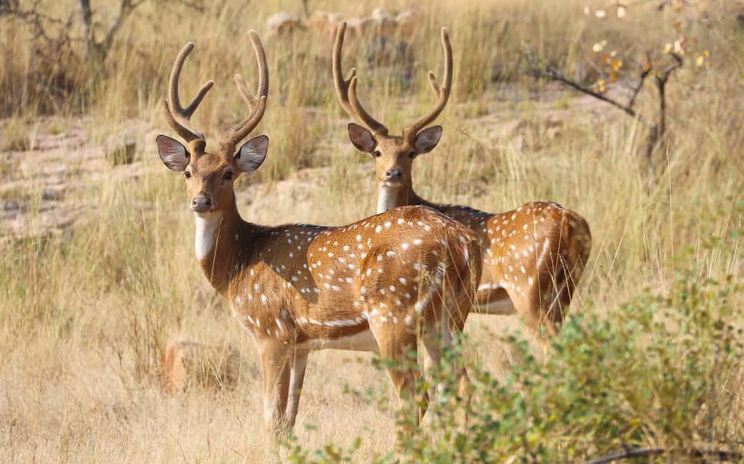 From Jaipur: One Day Trip to Ranthambore Tiger Safari - The $100 Question: Is This Price Fair, or Just Expensive?