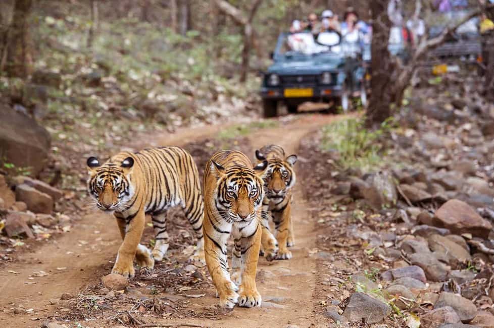 From Jaipur: Praivte Ranthambore Tour By Jeep Canter Safari - Guided Safari Reality: What You’ll Learn While Looking for Tigers