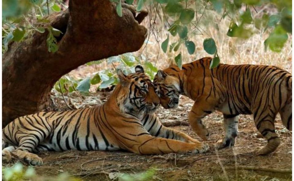 From Jaipur: Praivte Ranthambore Tour By Jeep Canter Safari - Price and Value: What $98 Gets You (and What It Doesn’t)