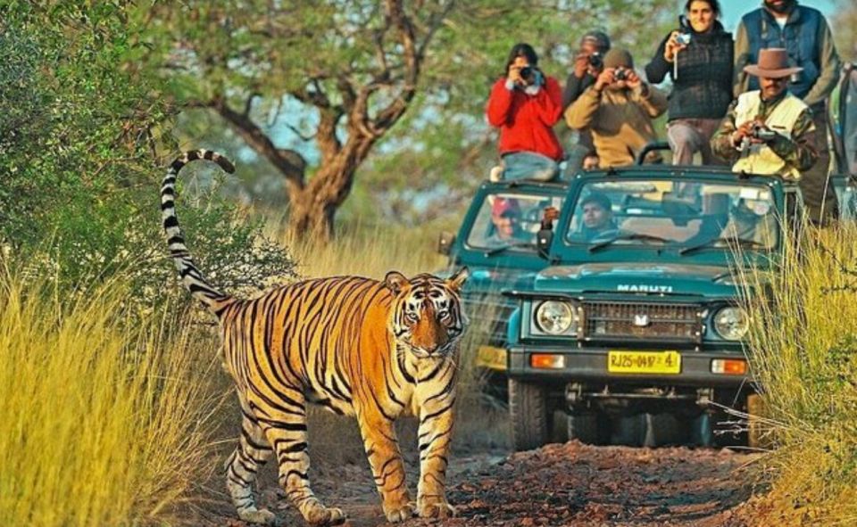 From Jaipur: Praivte Ranthambore Tour By Jeep Canter Safari - Tips to Make Your Ranthambore Day Easier (Not Longer)