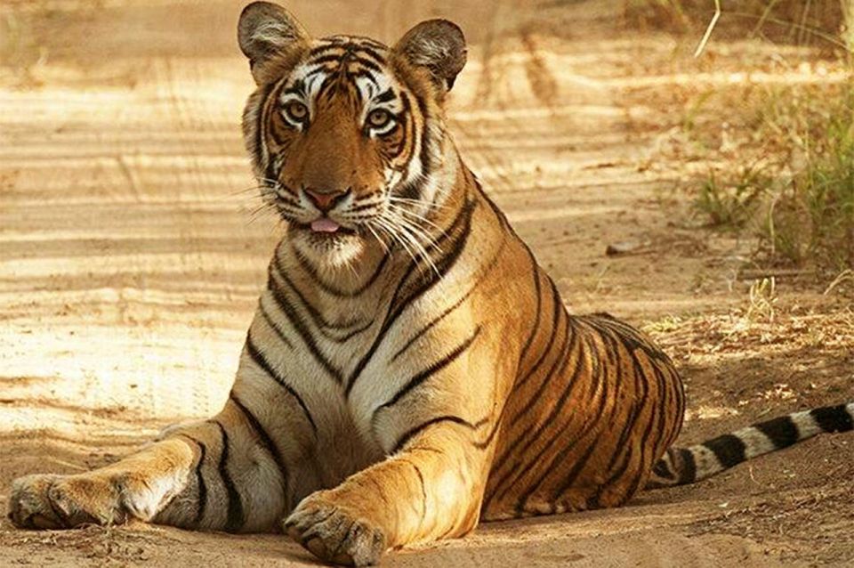 From Jaipur: Praivte Ranthambore Tour By Jeep Canter Safari - Who This Tour Fits Best (and Who Should Rethink It)