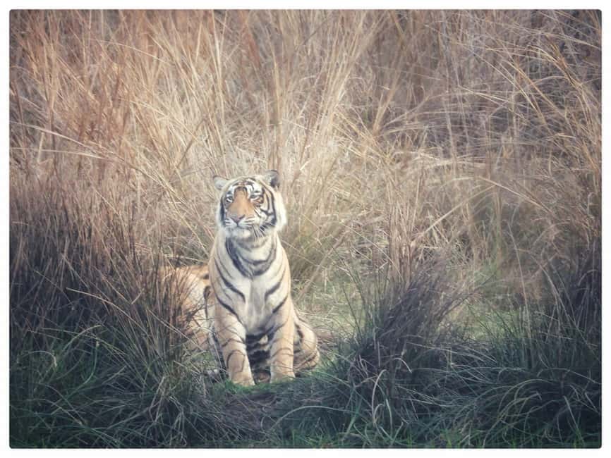 From Jaipur: Ranthambore National Park Day Trip with Safari - Key things to know before you go