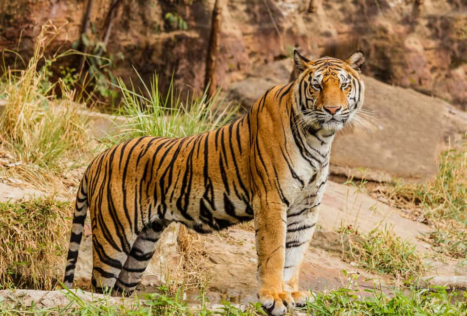 From Jaipur: Ranthambore National Park Day Trip with Safari - Ranthambore in One Long Day: what the 12 hours really feels like