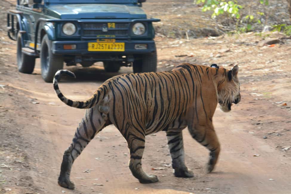 From Jaipur: Ranthambore National Park Day Trip with Safari - Safari vehicles: jeep vs canter and how it changes your viewing