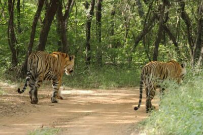 From Jaipur: Ranthambore National Park Day Trip with Safari - Jaipur-to-Sawai Madhopur drive through the Aravalli Hills