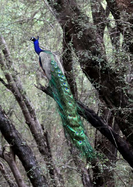 From Jaipur: Ranthambore National Park Day Trip with Safari - Entering the tiger reserve: what your naturalist guide helps you notice