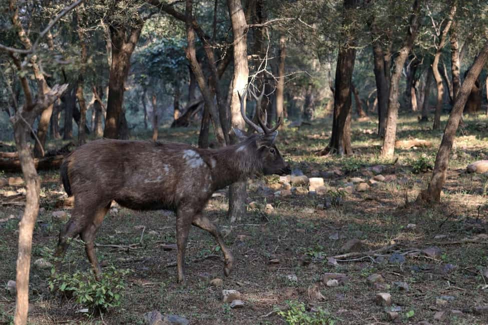 From Jaipur: Ranthambore National Park Day Trip with Safari - Comfort, food, and the small friction points that pop up