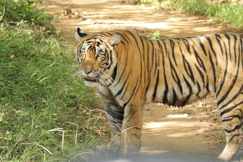 From Jaipur: Ranthambore National Park Day Trip with Safari - Price and value: what you’re paying for at $85 per person