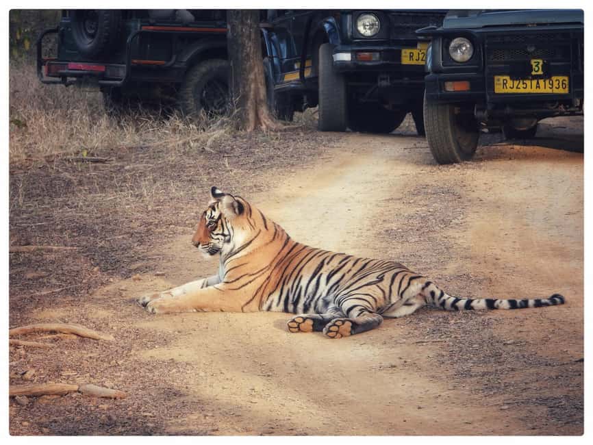 From Jaipur: Ranthambore National Park Day Trip with Safari - Practical tips for a smoother safari day
