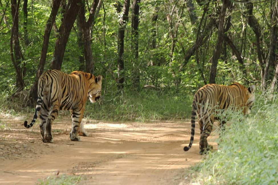From Jaipur: Ranthambore National Park Day Trip with Safari - Jaipur-to-Sawai Madhopur drive through the Aravalli Hills