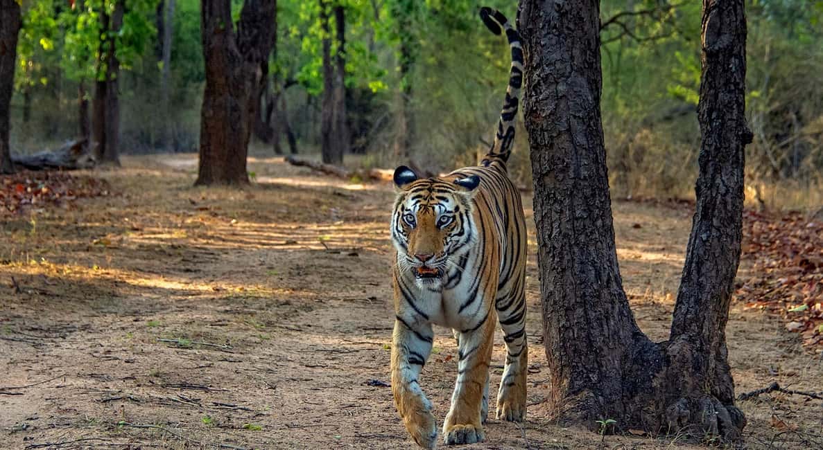 From Jaipur: Ranthambore Tiger Safari Day Trip with Transfer - Jaipur Transfer to Ranthambore: Why the Drive Time Matters