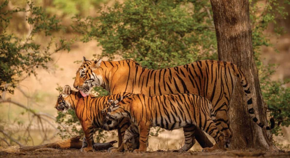 From Jaipur: Ranthambore Tiger Safari Day Trip with Transfer - Arriving at the Park: What the Guided Portion Adds