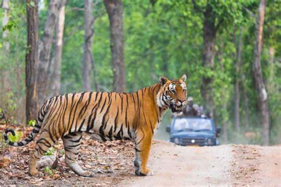 From Jaipur: Ranthambore Tiger Safari Day Trip with Transfer - Where Sightings Often Happen: Padam Talao and Rajbagh Lake