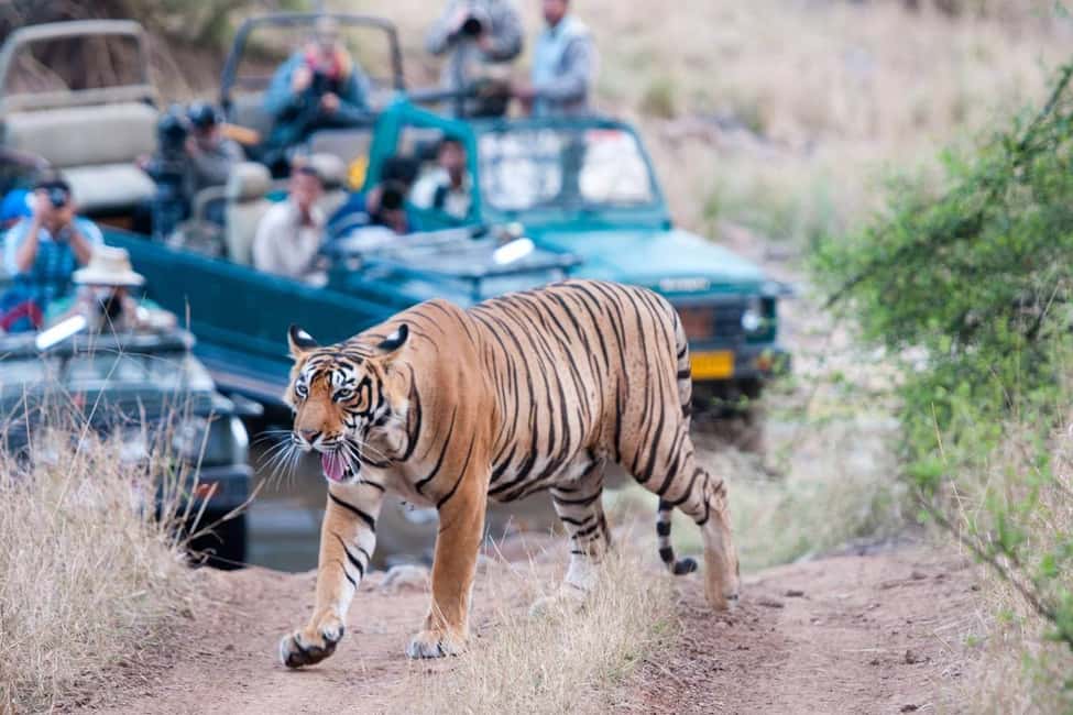 From Jaipur: Ranthambore Tiger Safari Day Trip with Transfer - Ranthambore Fort Stop: A Small Heritage Win in a Safari Day