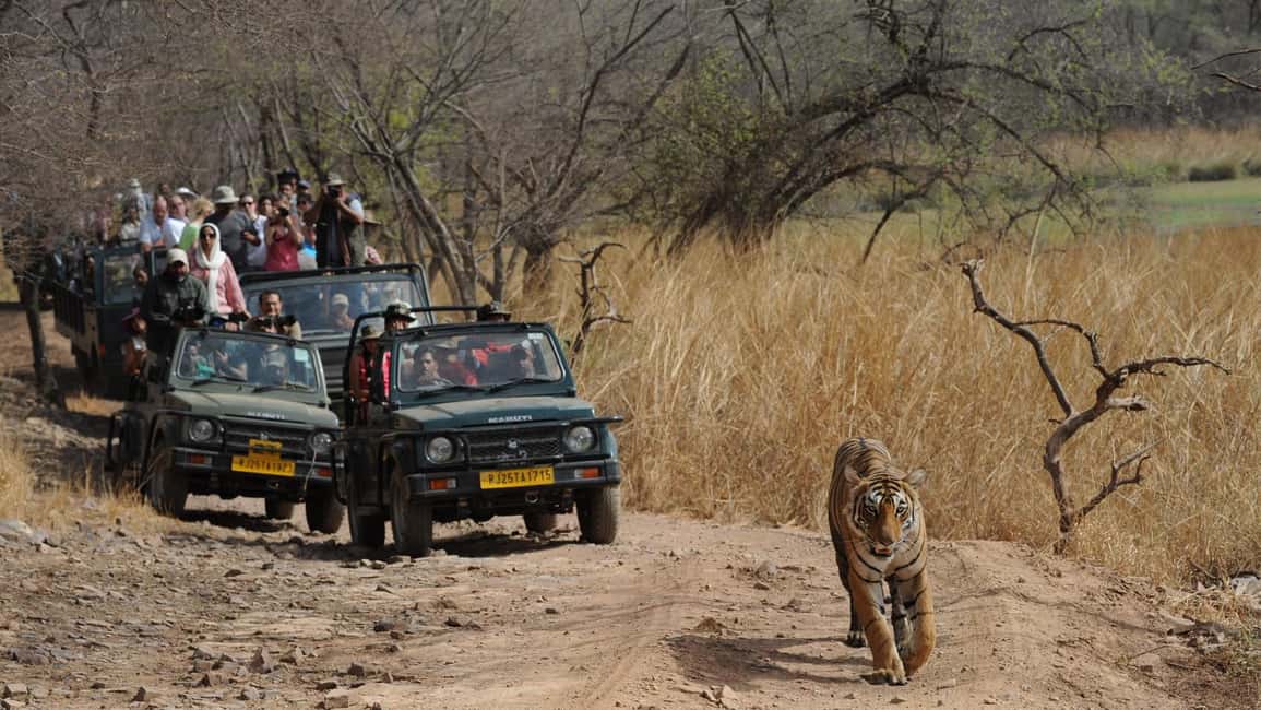 From Jaipur: Ranthambore Tiger Safari Day Trip with Transfer - Timing and What to Expect on the Day Itself
