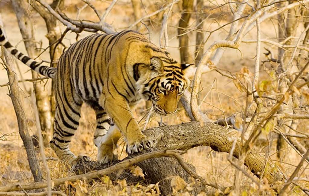 From Jaipur: Ranthambore Tiger Safari Day Trip with Transfer - Practical Tips You Should Know Before You Go