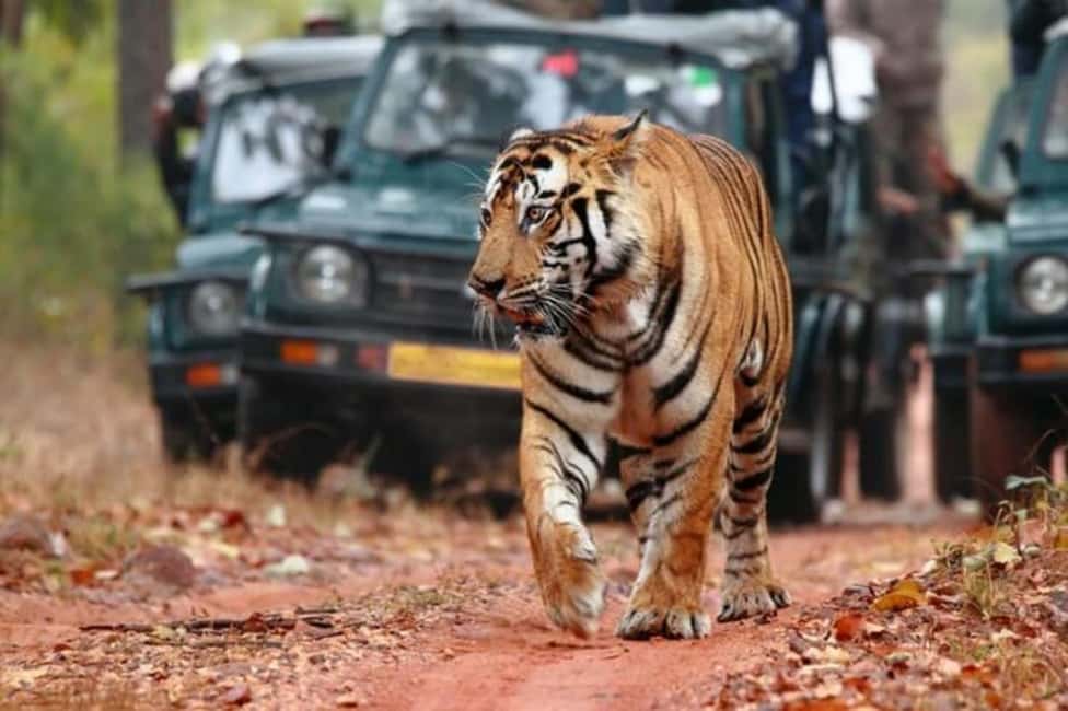 From Jaipur: Ranthambore Tiger Safari Day Trip with Transfer - Safari Vehicles: Open 4x4 Jeep vs Larger Canter