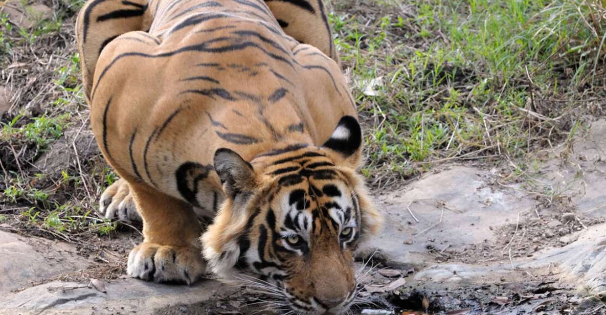 From Jaipur: Ranthambore Tour with Cab - Jaipur to Ranthambore: The Comfort Part You’ll Appreciate