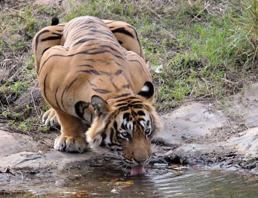 From Jaipur: Ranthambore Tour with Cab - Ranthambore National Park: What You’re Really Hunting For