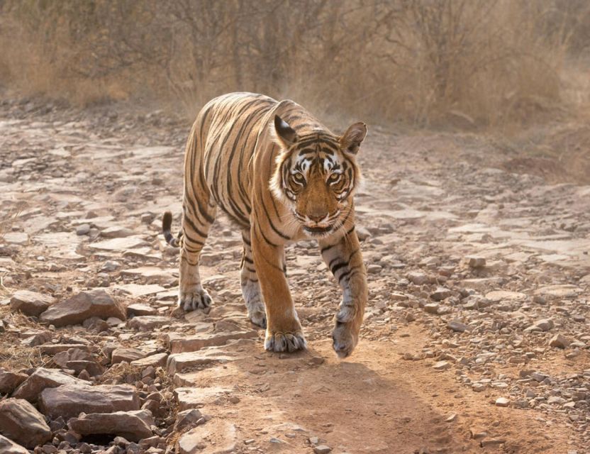From Jaipur: Ranthambore Tour with Cab - What’s Included (and What You’ll Need to Cover)