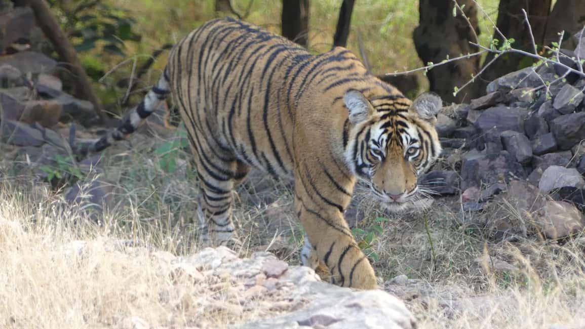 From Jaipur: Sariska National Park Day trip with Safari - Key Points That Make This Safari Worth Your Day