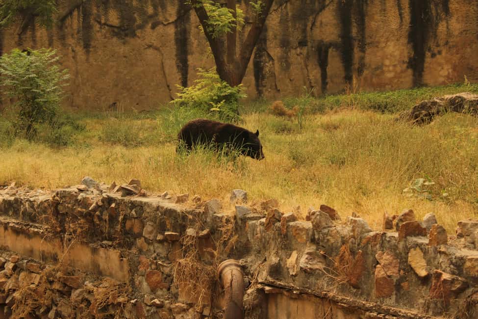 From Jaipur: Sariska National Park Day trip with Safari - Food, Comfort, and Timing on an 8-Hour Day